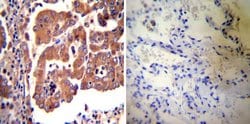 Invitrogen eNOS Polyclonal Antibody 100 &mu;L; Unconjugated:Antibodies,