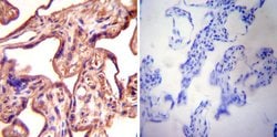 Invitrogen eNOS Polyclonal Antibody 100 &mu;L; Unconjugated:Antibodies,