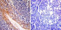 Invitrogen eNOS Polyclonal Antibody 100 &mu;L; Unconjugated:Antibodies,