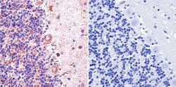 Invitrogen nNOS Polyclonal Antibody 100 &mu;L; Unconjugated:Antibodies,