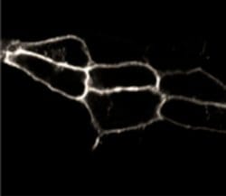 Invitrogen Endothelin B Receptor Polyclonal Antibody 100 &mu;L; Unconjugated:Antibodies,