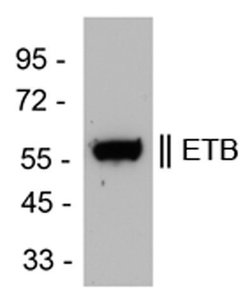 Invitrogen Endothelin B Receptor Polyclonal Antibody 100 &mu;L; Unconjugated:Antibodies,