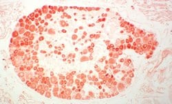 Invitrogen Endothelin 1 Polyclonal Antibody 100 &mu;L; Unconjugated:Antibodies,