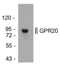 Invitrogen GPR20 Polyclonal Antibody 100 &mu;L; Unconjugated:Antibodies,