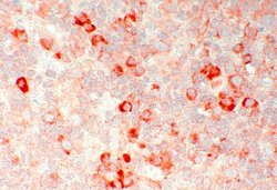 Invitrogen GPR20 Polyclonal Antibody 100 &mu;L; Unconjugated:Antibodies,