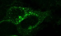 Invitrogen CXCR7 Polyclonal Antibody 100 &mu;L; Unconjugated:Antibodies,