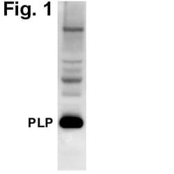 Invitrogen PLP1 Polyclonal Antibody 100 &mu;L; Unconjugated:Antibodies,