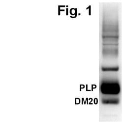 Invitrogen™ PLP1 Polyclonal Antibody