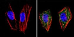 Invitrogen PPAR gamma Polyclonal Antibody 100 &mu;L; Unconjugated:Antibodies,