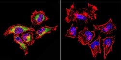 Invitrogen Rab4 Polyclonal Antibody 100 &mu;L; Unconjugated:Antibodies,