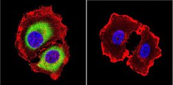 Invitrogen Rab4 Polyclonal Antibody 100 &mu;L; Unconjugated:Antibodies,