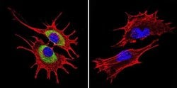 Invitrogen Rab4 Polyclonal Antibody 100 &mu;L; Unconjugated:Antibodies,