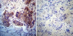 Invitrogen Rab4 Polyclonal Antibody 100 &mu;L; Unconjugated:Antibodies,