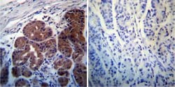 Invitrogen Rab4 Polyclonal Antibody 100 &mu;L; Unconjugated:Antibodies,