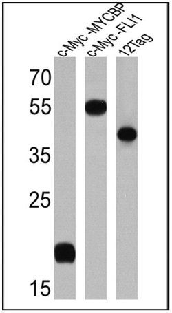 Invitrogen Myc Tag Polyclonal Antibody 100 &mu;g; Unconjugated:Antibodies,