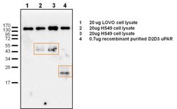 Invitrogen uPAR Polyclonal Antibody 100 &mu;g | Buy Online | Invitrogen&trade; | Fisher Scientific