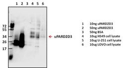 Invitrogen uPAR Polyclonal Antibody 100 &mu;g | Buy Online | Invitrogen&trade; | Fisher Scientific