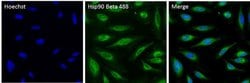 Invitrogen™ HSP90 beta Polyclonal Antibody, Alexa Fluor™ 488
