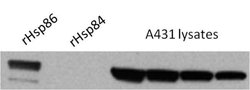 Invitrogen HSP90 alpha Polyclonal Antibody 100 &mu;g; Unconjugated:Antibodies,