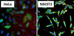Invitrogen HSP90 alpha Polyclonal Antibody 100 &mu;g; Unconjugated:Antibodies,
