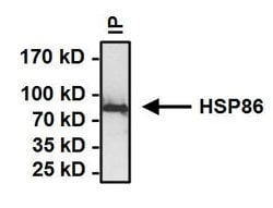 Invitrogen HSP90 alpha Polyclonal Antibody 100 &mu;g; Unconjugated:Antibodies,