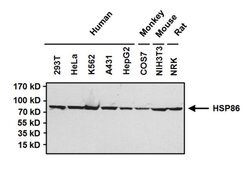 Invitrogen HSP90 alpha Polyclonal Antibody 100 &mu;g; Unconjugated:Antibodies,