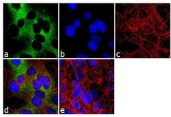 Invitrogen™ nNOS Polyclonal Antibody
