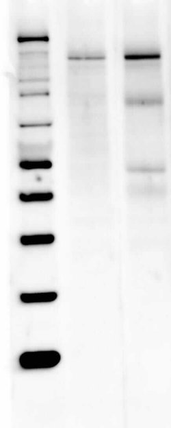 Invitrogen nNOS Polyclonal Antibody 100 &mu;L; Unconjugated:Antibodies,