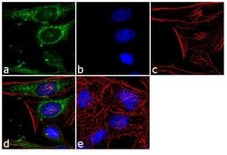 Invitrogen ECM29 Polyclonal Antibody 100 &mu;L; Unconjugated:Antibodies,