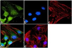 Invitrogen CXCR7 Polyclonal Antibody 100 &mu;L; Unconjugated:Antibodies,