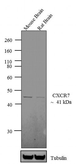 Invitrogen CXCR7 Polyclonal Antibody 100 &mu;L; Unconjugated:Antibodies,