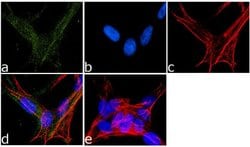 Invitrogen Phospho-NMDAR2B (Tyr1336) Polyclonal Antibody 200 &mu;L; Unconjugated:Antibodies,