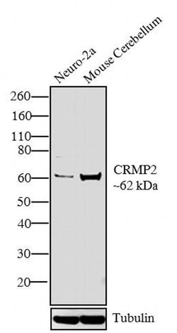 CRMP2 Rabbit anti-Mouse, Rat, Polyclonal, Invitrogen 100 &mu;L; Unconjugated:Antibodies,