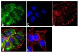 Invitrogen™ PTH1R Polyclonal Antibody