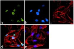 Invitrogen PPAR gamma Polyclonal Antibody 100 &mu;L; Unconjugated:Antibodies,