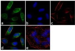 Invitrogen Rab4 Polyclonal Antibody 100 &mu;L; Unconjugated:Antibodies,