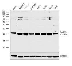 Invitrogen Rab4 Polyclonal Antibody 100 &mu;L; Unconjugated:Antibodies,