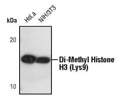 Invitrogen H3K9me2 Polyclonal Antibody 100 &mu;L; Unconjugated:Antibodies,