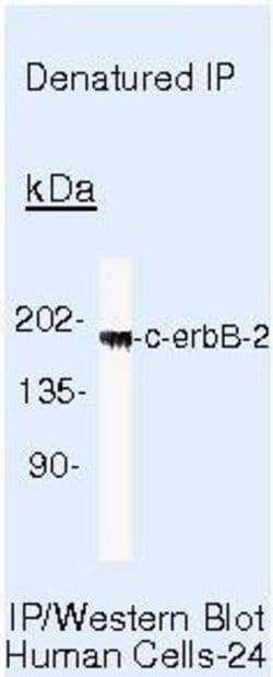 Invitrogen ErbB2 (HER-2) Polyclonal Antibody 500 &mu;L; Unconjugated:Antibodies,