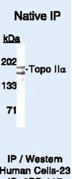 TOP2A Polyclonal Antibody, Invitrogen 500 &mu;L; Unconjugated:Antibodies,