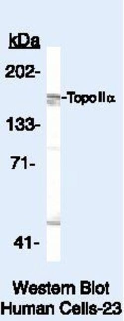 TOP2A Polyclonal Antibody, Invitrogen 500 &mu;L; Unconjugated:Antibodies,