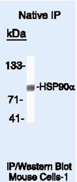 HSP90 alpha Polyclonal Antibody, Invitrogen 500 &mu;L; Unconjugated:Anticuerpos