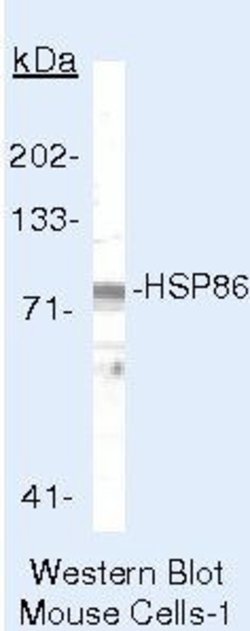 HSP90 alpha Polyclonal Antibody, Invitrogen 500 &mu;L; Unconjugated:Anticuerpos