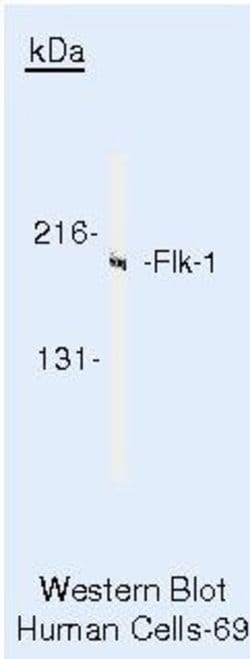 VEGF Receptor 2 Polyclonal Antibody, Invitrogen 500 &mu;L | Buy Online | Invitrogen | Fisher Scientific