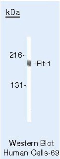 VEGF Receptor 1 Polyclonal Antibody, Invitrogen 500 &mu;L; Unconjugated:Antibodies,