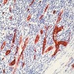 Thumbnail_VWF Polyclonal Antibody, Invitrogen 500 &mu;L; Unconjugated:Anticorps,