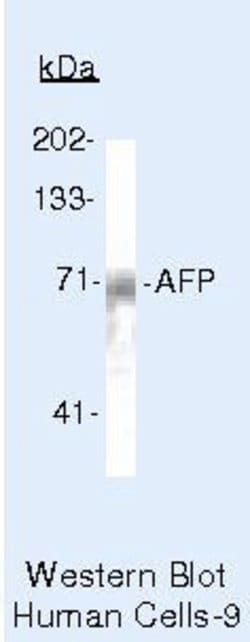AFP Polyclonal Antibody, Invitrogen 500 &mu;L; Unconjugated:Anticorps,