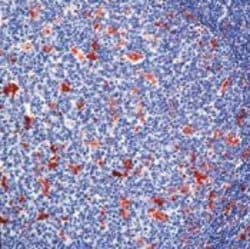 Lysozyme Polyclonal Antibody, Invitrogen 500 &mu;L; Unconjugated:Antibodies,