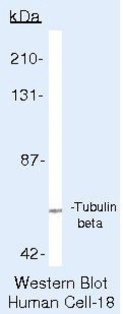 Invitrogen beta Tubulin Polyclonal Antibody 500 &mu;L; Unconjugated:Antibodies,