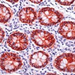 Claudin 3 Polyclonal Antibody, Invitrogen 500 &mu;L; Unconjugated:Antibodies,